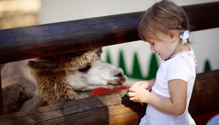 Little girl with a sheep