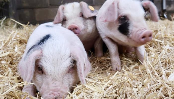 Piglets at Cockfeilds Farm