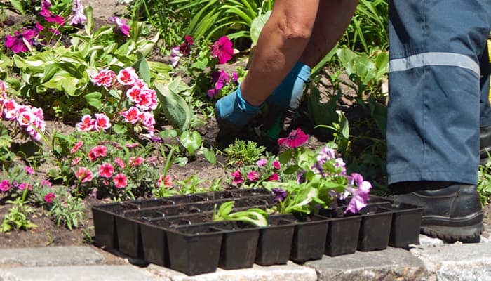 Someone planting flowers as a fun summer activity