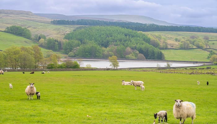 Open field with sheep and lambs