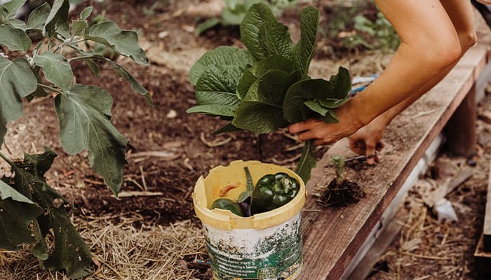 vegetables being picked as a fun summer activity